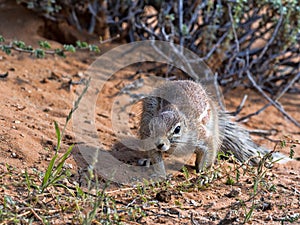 Striped Ground Squirrel, Xerus erythropus, looking for food in Kalahari, South Africa