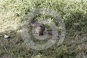 Striped ground squirrel, Xerus erythropus, on a meadow