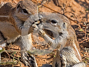 Striped Ground Squirrel, Xerus erythropus, watch the surroundings, Kalahari, South Africa