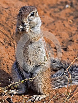 Striped Ground Squirrel, Xerus erythropus, watch the surroundings, Kalahari, South Africa