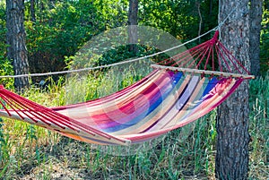 striped hammock in the pine forest