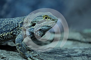 The striped-headed bearded dragon Pogona vitticeps standing on a branch. photo