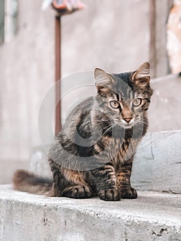 Striped homeless cat. A cute animal is sitting on the step   .