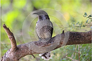 Striped Honeyeater