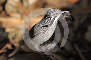 Striped Honeyeater bird portrait