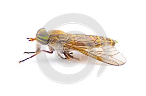 striped horse fly - Tabanus lineola - is a species of biting horse-fly. It is known from the eastern and southern United States