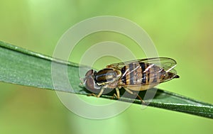 Striped Hover fly resting on a blade of grass.