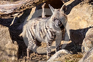 Striped Hyaena, Hyaena Hyaena,