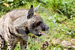 Striped hyaena, Hyaena hyaena, with tongue