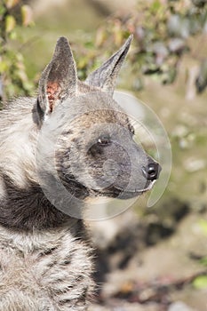 Striped Hyaena, Hyaena Hyaena, watching nearby