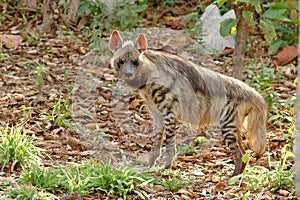 Striped hyena photo