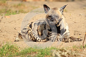 Striped hyena photo