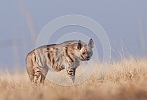 Striped hyena