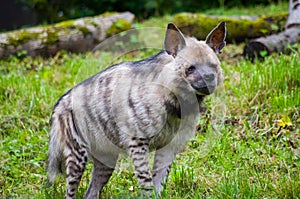 Striped hyena male photo