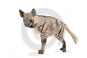 Striped hyena Hyaena hyaena photo