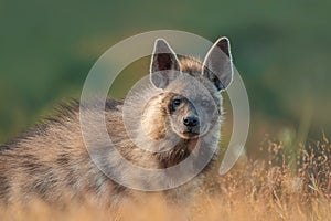 The striped hyena (Hyaena hyaena) photo