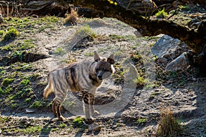 The striped hyena, Hyaena hyaena