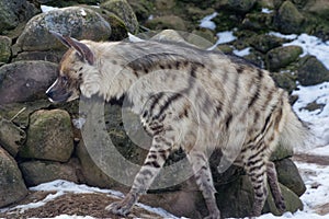 Striped hyena Hyaena hyaena