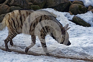 Striped hyena Hyaena hyaena