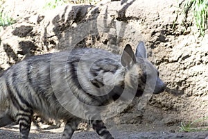 Striped Hyena (Hyaena hyaena)