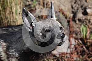 Striped hyena (Hyaena hyaena).