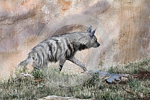 Striped hyena (Hyaena hyaena).