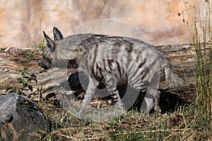 Striped hyena (Hyaena hyaena).