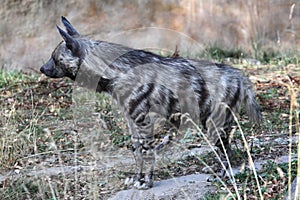 Striped hyena (Hyaena hyaena).