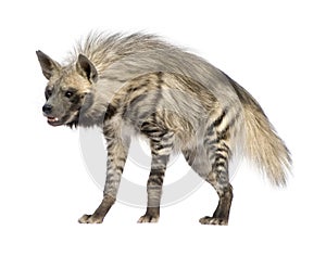 Striped Hyena - Hyaena hyaena photo