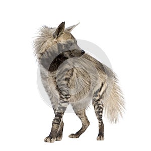 Striped Hyena - Hyaena hyaena