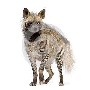 Striped Hyena - Hyaena hyaena photo