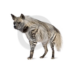 Striped Hyena - Hyaena hyaena photo