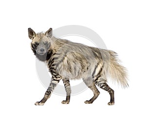 Striped Hyena - Hyaena hyaena photo