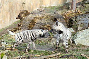 Striped hyena (Hyaena hyaena)