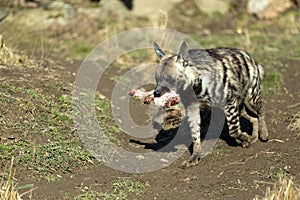 Striped hyena (Hyaena hyaena)