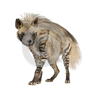 Striped Hyena - Hyaena hyaena photo