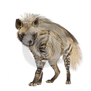 Striped Hyena - Hyaena hyaena
