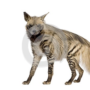 Striped Hyena - Hyaena hyaena photo