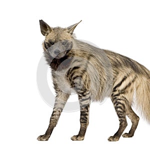 Striped Hyena - Hyaena hyaena