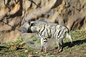 Striped hyena (Hyaena hyaena)
