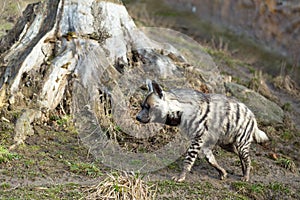 Striped hyena (Hyaena hyaena)