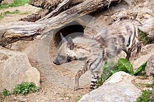 Striped hyena (Hyaena hyaena)