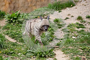 Striped hyena (Hyaena hyaena)