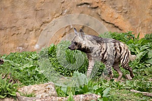 Striped hyena (Hyaena hyaena)