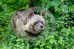 Striped hyena, Hyaena hyaena. Animal in the nature habitat