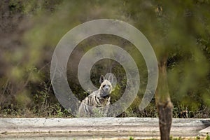 Striped hyena or hyaena hyaena in jhalana forest jaipur