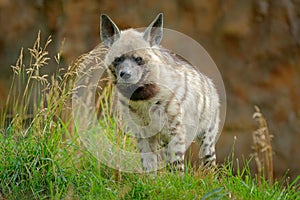 Striped hyena, Hyaena hyaena, native to North and East Africa. Animal in the nature habitat. Hyena in the grass, Kenya, Africa.