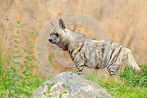 Striped hyena, Hyaena hyaena, native to North and East Africa. Animal in the nature habitat. Hyena in the grass, Kenya, Africa.