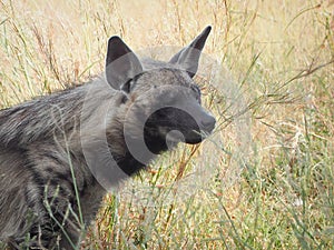 Striped hyena ( Hyaena hyaena ) portrait