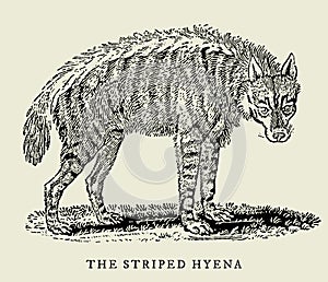 The striped hyena hyaena hyaena in profile view. Illustration